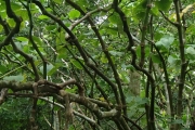 <strong>Piper methysticum var. wichmannii - Ramon, Laurence - 204</strong><br />© Ramon, Laurence